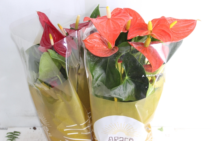 <h4>ANTHURIUM VARIADO P17</h4>