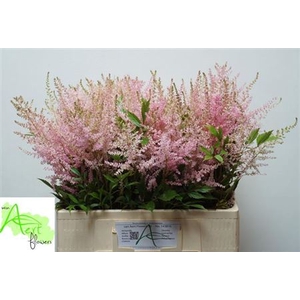 Astilbe Erika Roze