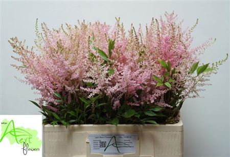 <h4>Astilbe Erika Roze</h4>