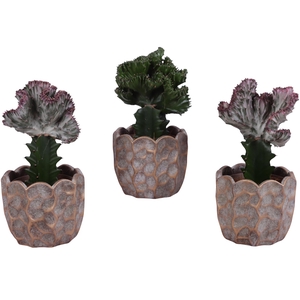 Cactus mix Euphorbia l. Ø12cm in Ø15cm Ceramic PL670