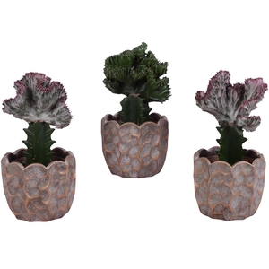 Cactus mix Euphorbia l. Ø12cm in Ø15cm Ceramic PL670