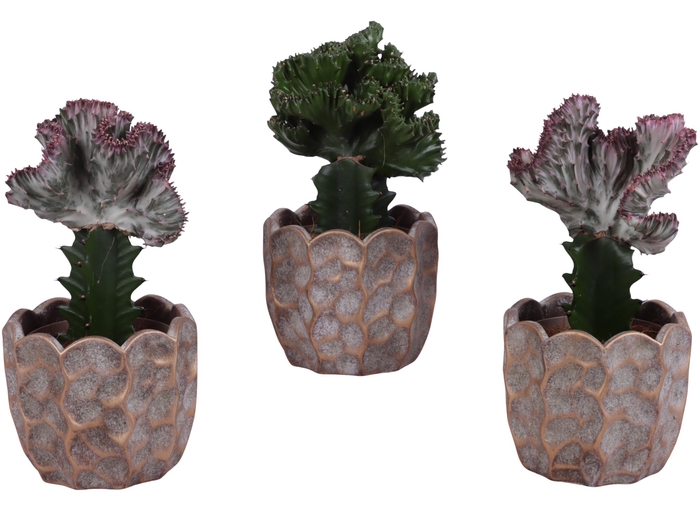 <h4>Cactus mix Euphorbia l. Ø12cm in Ø15cm Ceramic PL670</h4>