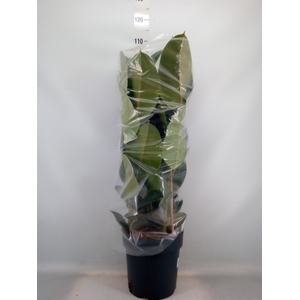 Ficus elastica 'Robusta'