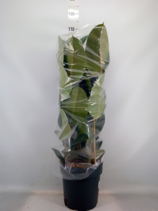 <h4>Ficus elastica 'Robusta'</h4>