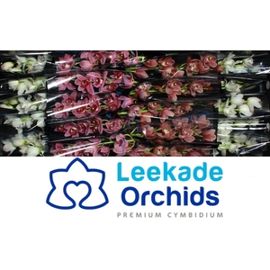 CYMB MI VALENTINE MIX Leekade 20% Extra Packed