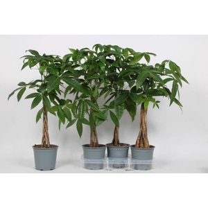 Pachira aquatica 19Ø 90cm