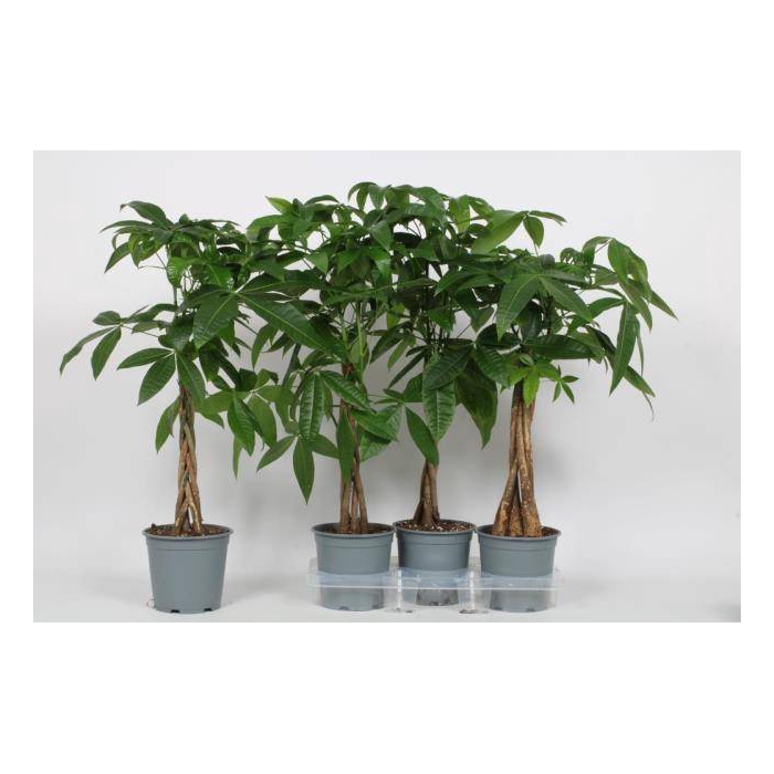 <h4>Pachira aquatica 19Ø 90cm</h4>
