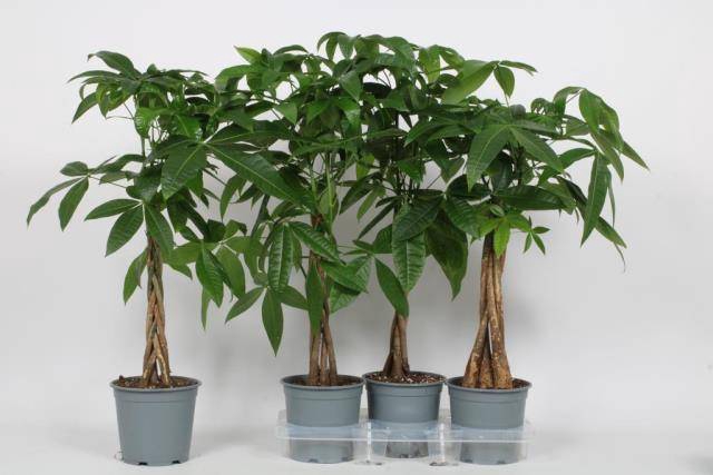 Pachira aquatica 19Ø 90cm