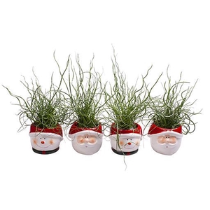 JUNCUS SPIRALLIS p6