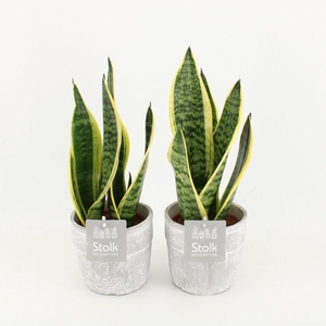 Sanseveria trifasciata Futura Superba in Stone Look