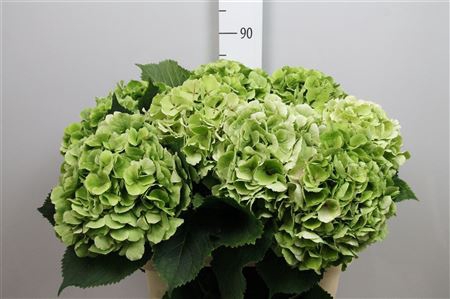 <h4>Hydr Cl M Verena Groen</h4>