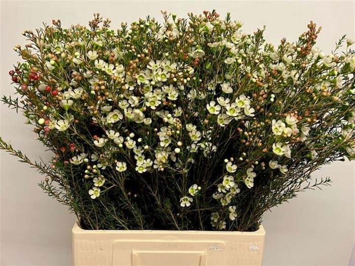 <h4>Chame Me Sirius</h4>