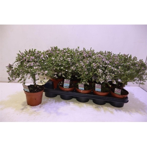 arr8 Thryptomene Saxicola