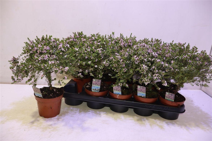 <h4>arr8 Thryptomene Saxicola</h4>