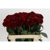 Dahlia Red Fox