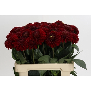 Dahlia Red Fox