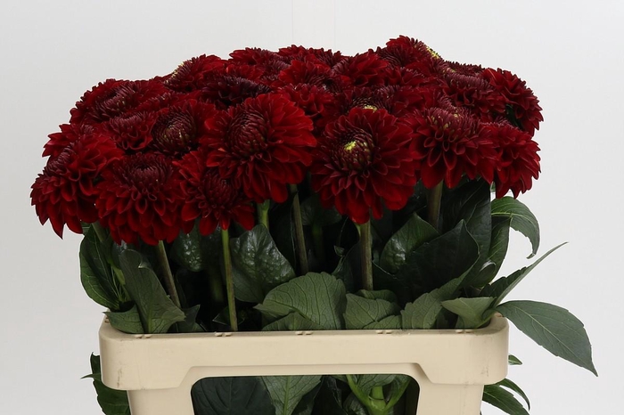 Dahlia Red Fox