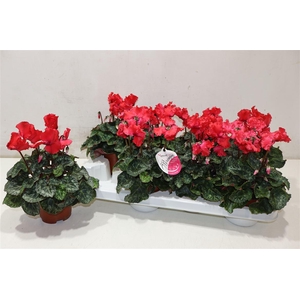 arr8 Cycl Md Sup Merengue Red