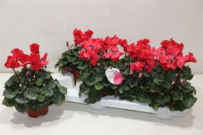 <h4>arr8 Cycl Md Sup Merengue Red</h4>