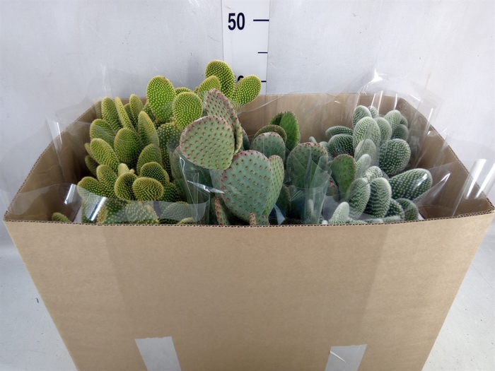 <h4>Opuntia microdasys</h4>