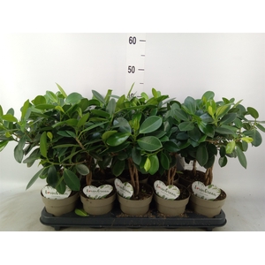 Ficus microcarpa 'Maya'