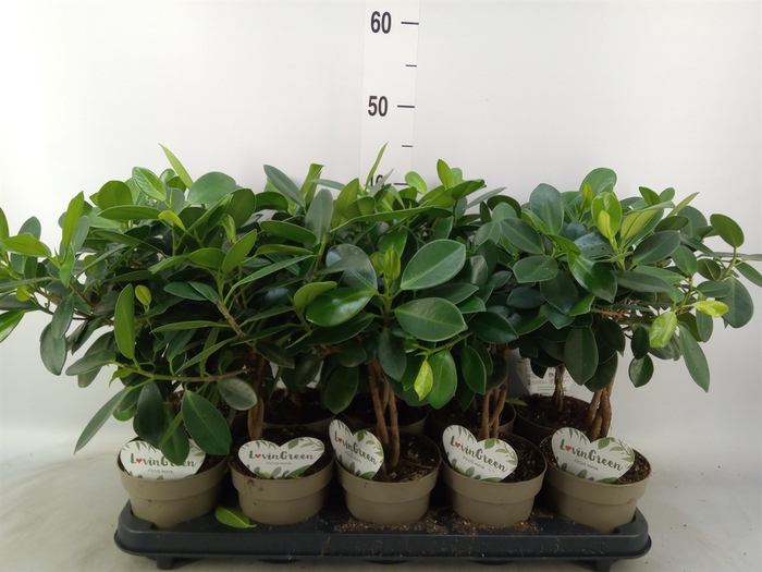 <h4>Ficus microcarpa 'Maya'</h4>