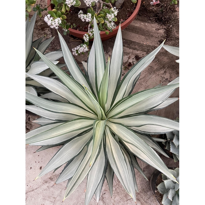 <h4>AGAV POTATORUM</h4>