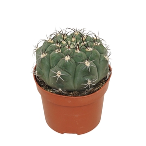Cactus Gymnocalycium saglionis