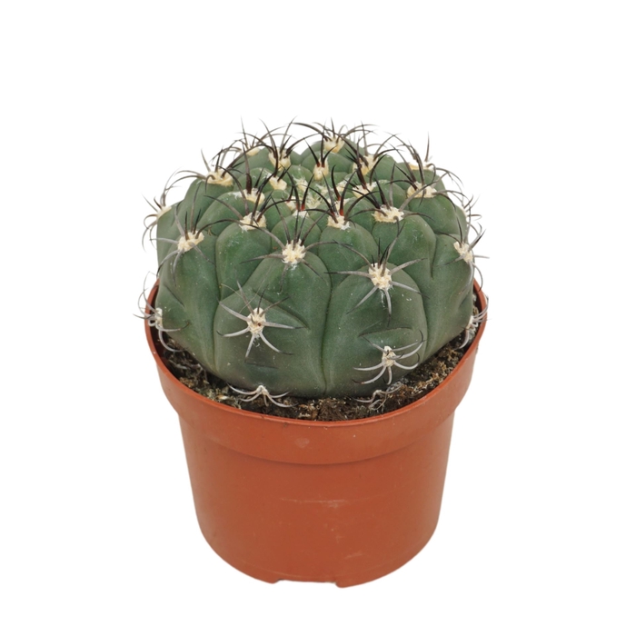 <h4>Cactus Gymnocalycium saglionis</h4>