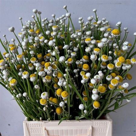 <h4>Zomerbloemen Per Bos</h4>