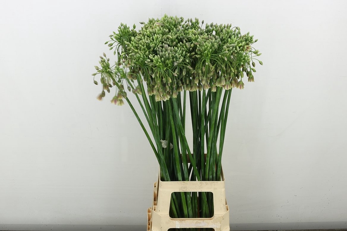 <h4>Allium Nectaroscordum Siculum</h4>