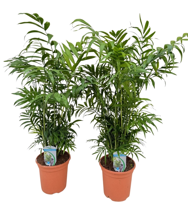 <h4>Chamaedorea elegans</h4>