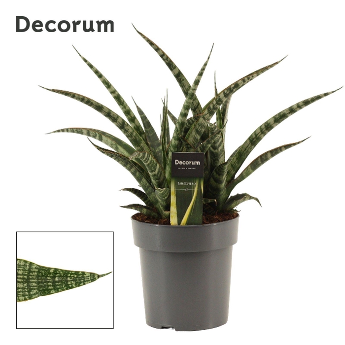 <h4>Sansevieria Tiger Crown 17 cm (Decorum)</h4>
