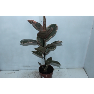 FICUS ELASTICA RUBY P17