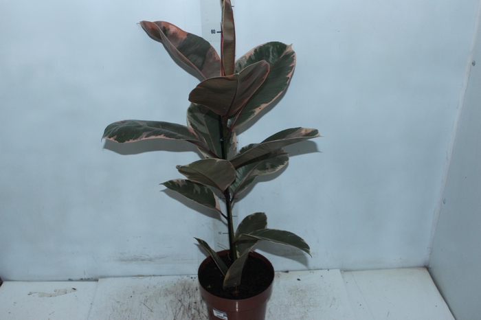 <h4>FICUS ELASTICA RUBY P17</h4>