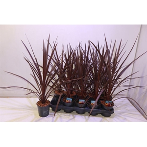 arr8 Cord Aus Red Star