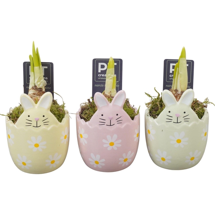 <h4>Arr. Narcissus Tete Tete L%</h4>