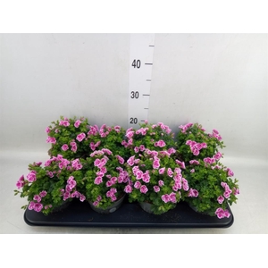 Pelargonium gran.   ..