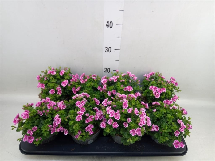 <h4>Pelargonium gran.   ..</h4>