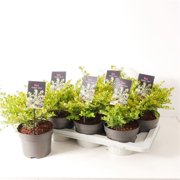 <h4>Ilex crenata 'Golden Gem' P17</h4>