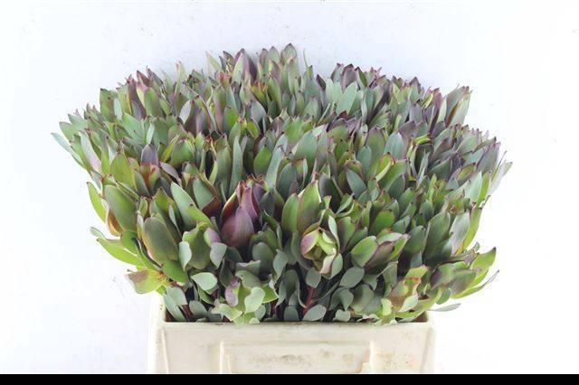 <h4>LEUCAD SENORITA</h4>