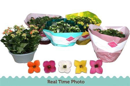 <h4>Kal En Gem 5 Kl</h4>