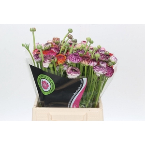 Ranunculus Elegance Cappucino Mix