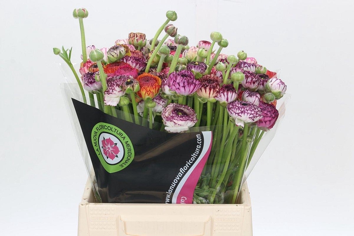 <h4>Ranunculus Elegance Cappucino Mix</h4>