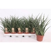 Sansevieria Fernwood Punk