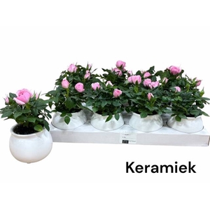 ARR ROSA POT