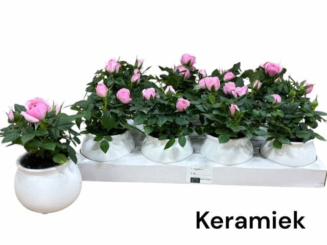 <h4>ARR ROSA POT</h4>