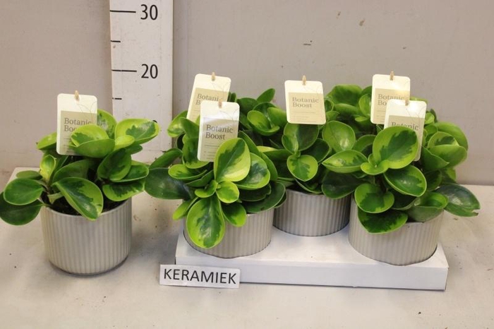 <h4>PEP OBT OBTIPAN</h4>