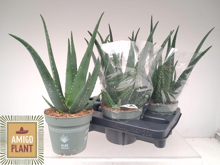 <h4>ALOE VERA</h4>