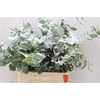 Euc Baby Blue Lang (fr)